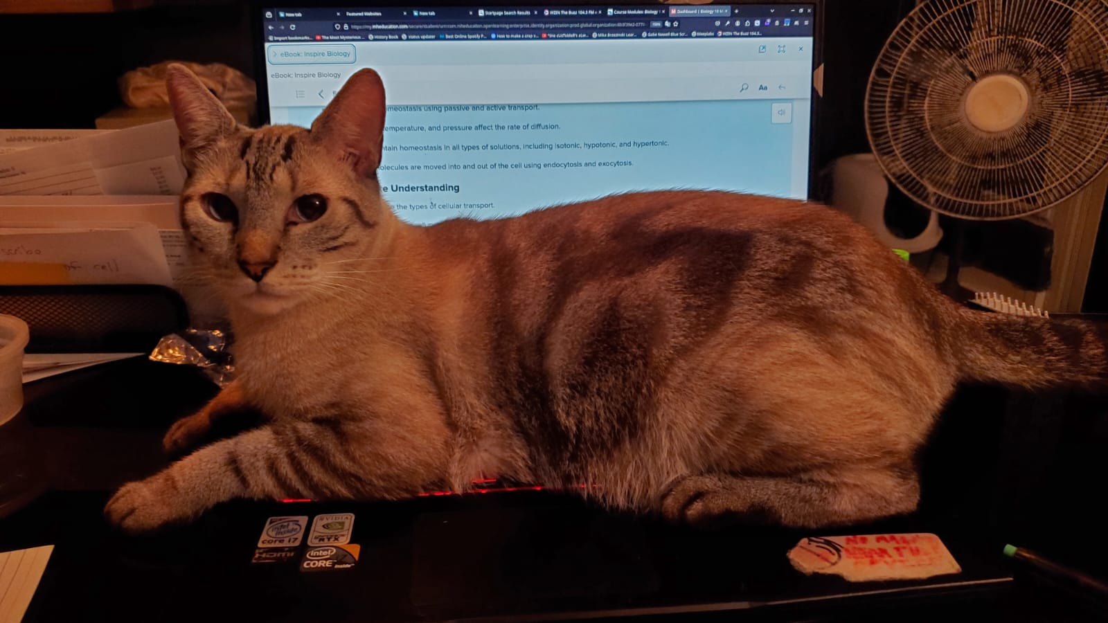 A cat on top of a laptop keyboard. The cat looks directly at the camera.